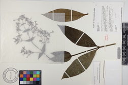 Kadua laxiflora