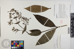 Kadua laxiflora