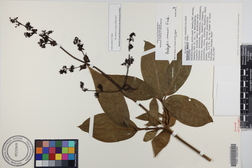 Kadua laxiflora
