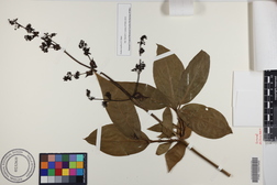 Kadua laxiflora