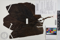 Morinda citrifolia