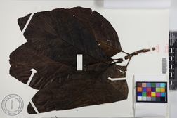 Morinda citrifolia