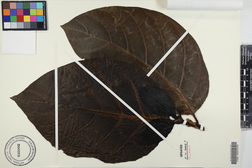 Morinda citrifolia