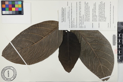 Morinda citrifolia