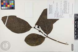 Morinda citrifolia