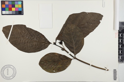 Morinda citrifolia