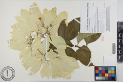 Mussaenda hybrid