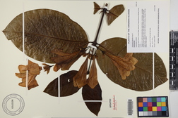 Portlandia platantha