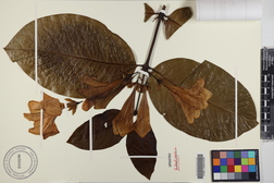 Portlandia platantha