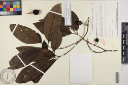 Atractocarpus crosbyi