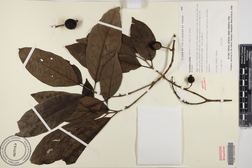 Atractocarpus crosbyi
