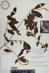 Rosenbergiodendron formosum