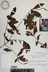 Rosenbergiodendron formosum