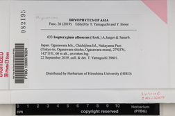 Isopterygium albescens image