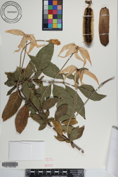 Rosenbergiodendron longiflorum