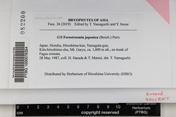 Shevockia japonica image