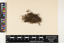 Shevockia japonica image