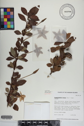 Rosenbergiodendron formosum