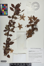 Rosenbergiodendron formosum