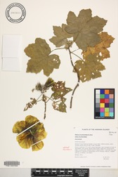 Hibiscus brackenridgei subsp. brackenridgei