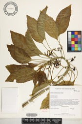 Delissea rhytidosperma