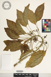 Delissea rhytidosperma