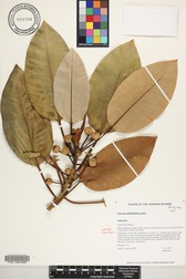 Ficus macrophylla