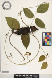 Canavalia napaliensis