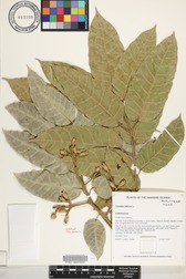 Canarium indicum