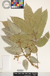 Canarium indicum
