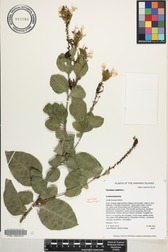 Plumbago zeylanica
