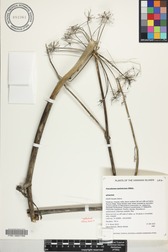 Peucedanum sandwicense