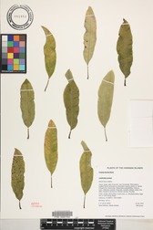 Cyanea hardyi