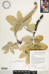 Polyscias lallanii