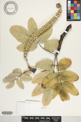 Polyscias lallanii