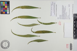 Trematolobelia kauaiensis