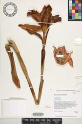 Etlingera elatior