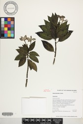Kadua fluviatilis