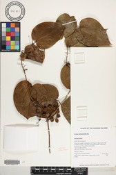 Smilax melastomifolia