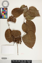 Smilax melastomifolia