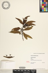 Myoporum sandwicense