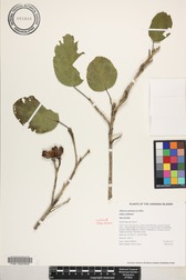 Hibiscus waimeae subsp. waimeae