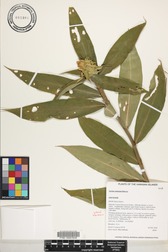 Costus comosus