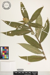 Costus comosus