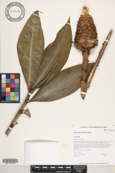 Costus dubius