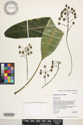 Cyanea coriacea