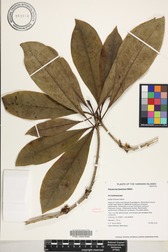 Pittosporum kauaiense