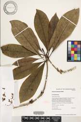 Pittosporum kauaiense