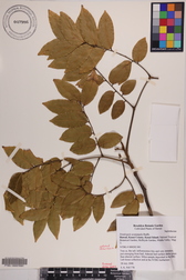 Tristiropsis acutangula