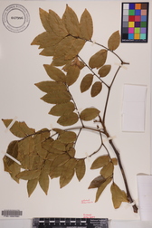 Tristiropsis acutangula